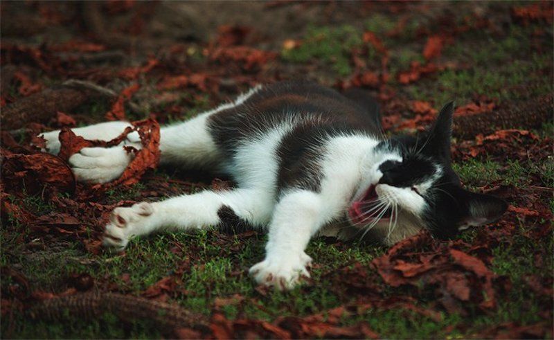 кот ..ну дайтееее же поспать!photo preview