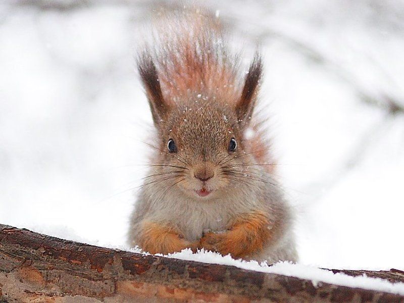 белка Ну, что уставился? фото превью