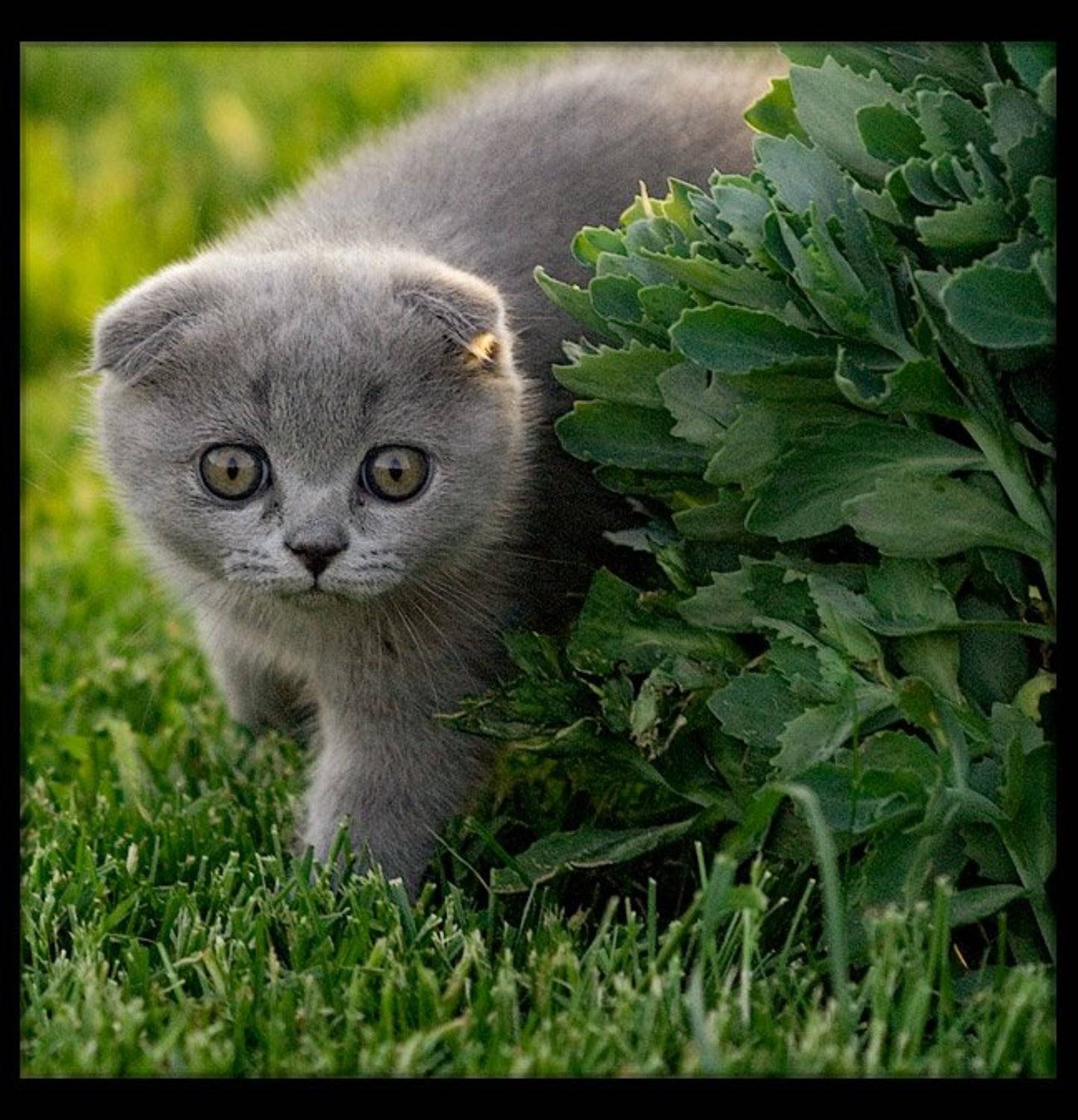 котенок, Vasiliy