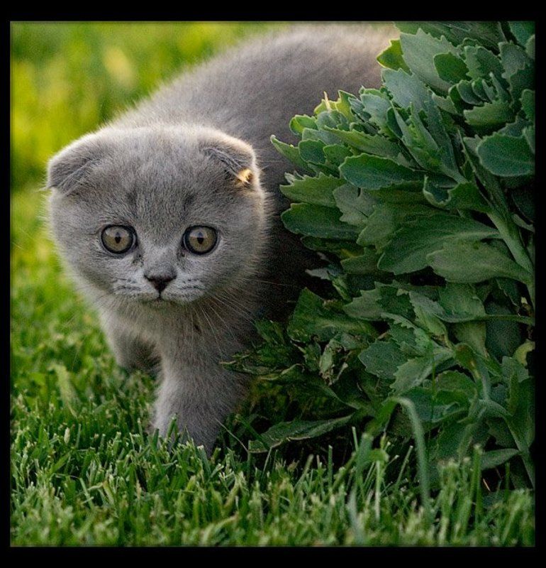 котенок Вислоухphoto preview