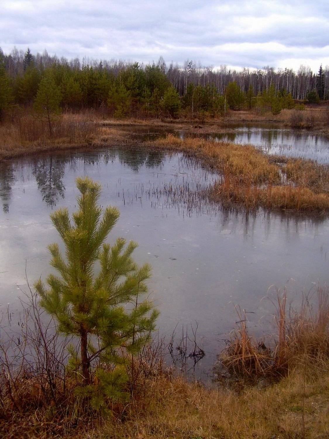 Холодный осенний день. Автор: Наталья Герасименко осень, лес, река, лед, Наталья Герасименко