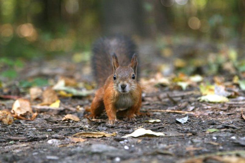 Осенняя белочкаphoto preview