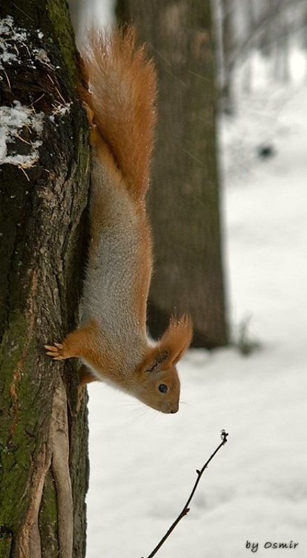 белка, зима Зима, таки, пришлаphoto preview