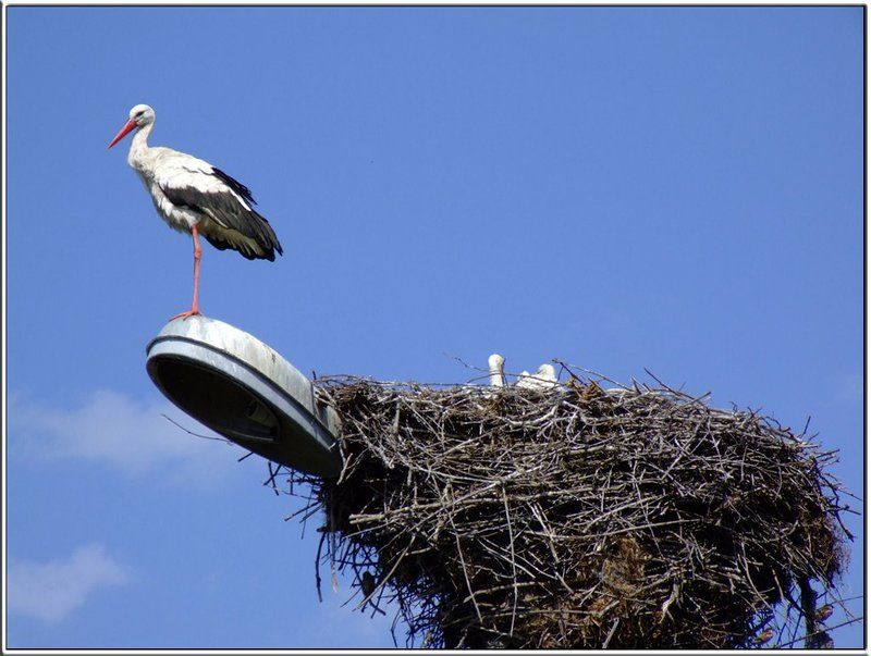 птицы, аисты, необычные ситуации Аисты и электрификацияphoto preview