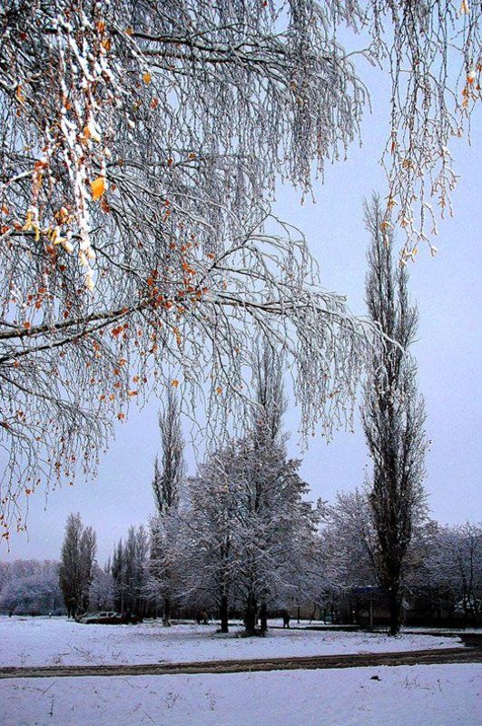 осень, тополя, берёзы, вспышка, разумов Второй снегphoto preview