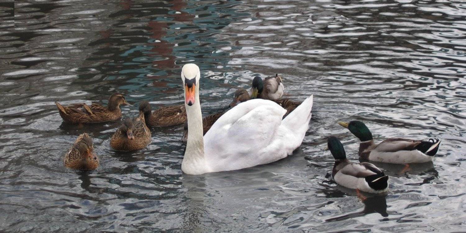 лебедь, утки, чувство собственного превосходства, Gret