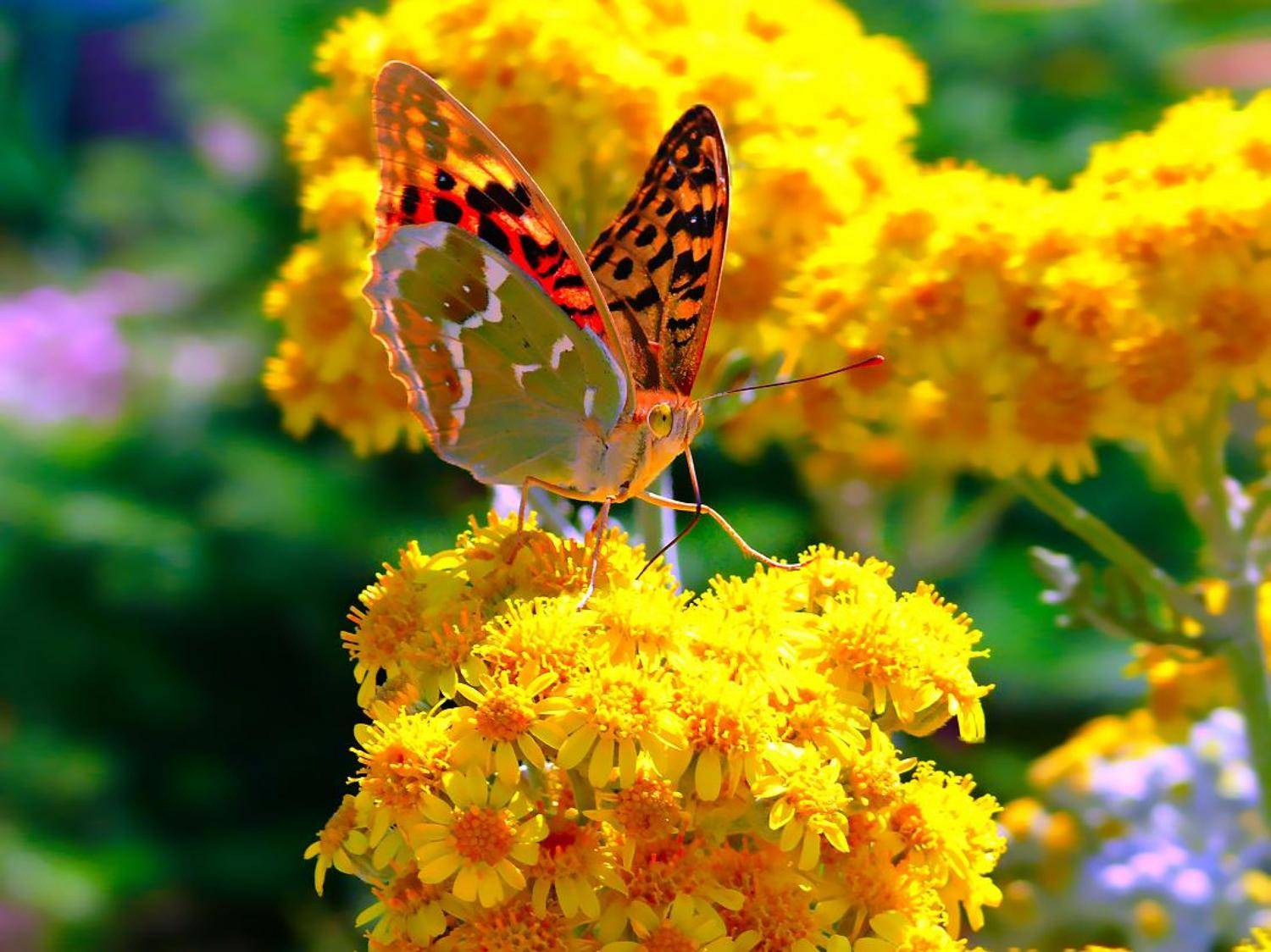 Ах, лето, лето. Автор: Василевская Надежда бабочка, лето, цветоок, Василевская Надежда