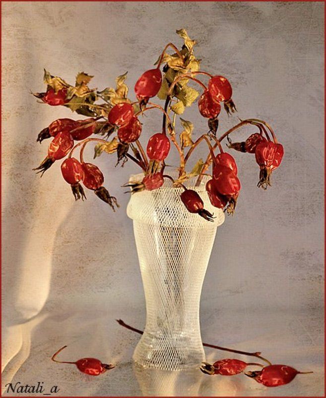 шиповник, осень Шиповникphoto preview