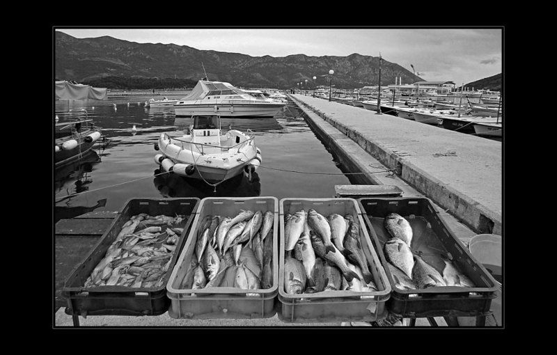 море, адриатика, черногория, рыбы Дары моряphoto preview