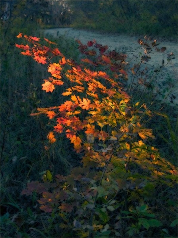 Рисунки осениphoto preview