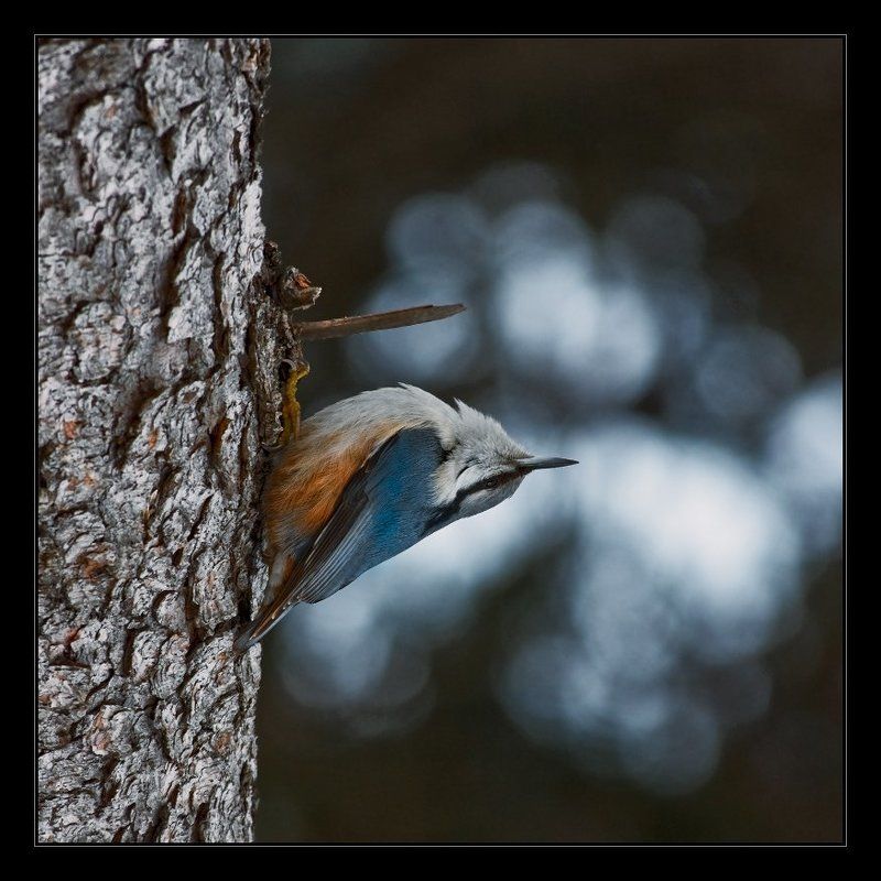поползень птица Точка зренияphoto preview
