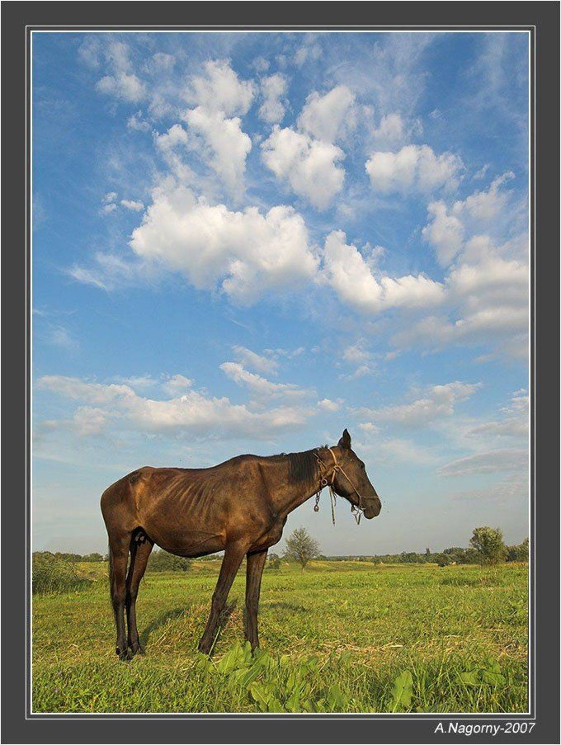 О лошадке и белогривых облаках. Автор: ФотоМаньяк облака, белогривые, лошадки, :), ФотоМаньяк