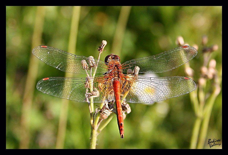 четверокрылаяphoto preview