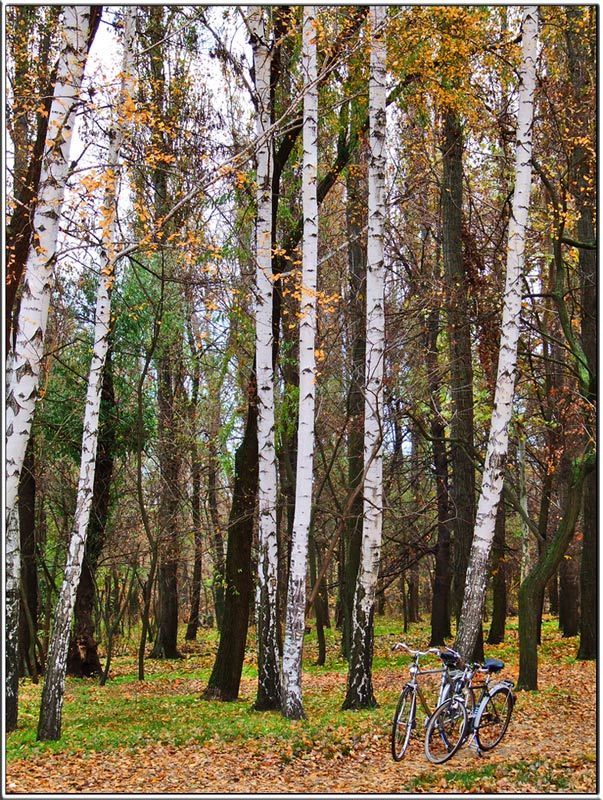 осень, парк, настроение Из жизни влюбленной пары...photo preview