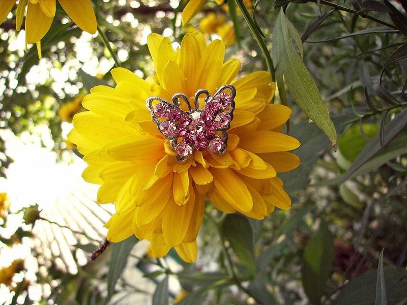 бобочка, драгоценность, цветок Редкая бабочкаphoto preview