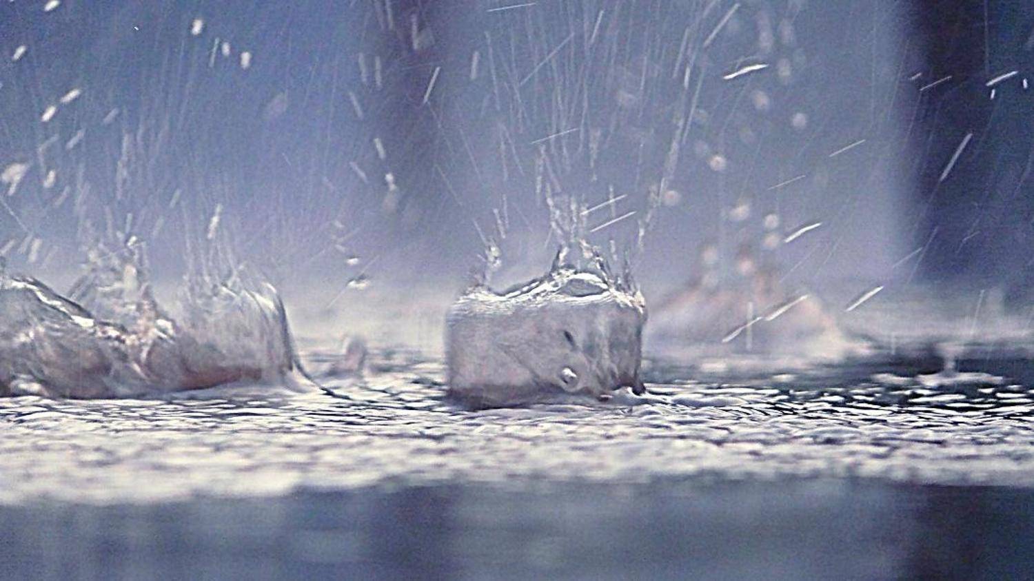 дождь. Автор: Василевская Надежда капли дождя, непогода, Василевская Надежда