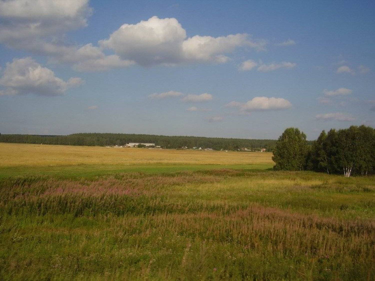 Поле... русское поле. Автор: Наталья Герасименко лето, поле, Наталья Герасименко