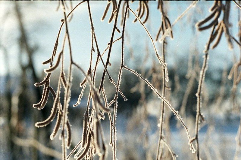 kamushek, пленка, зенит-122, helios ***photo preview