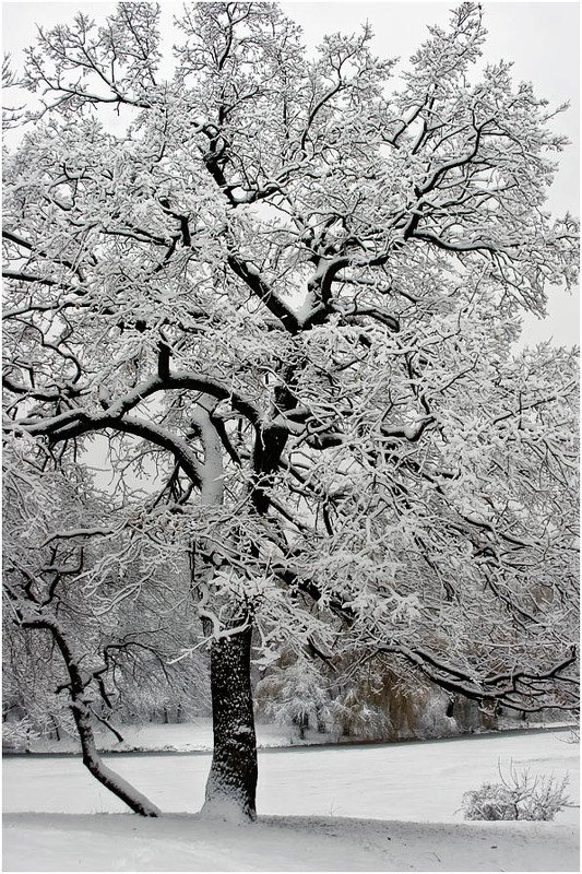 Дубовый прикидphoto preview