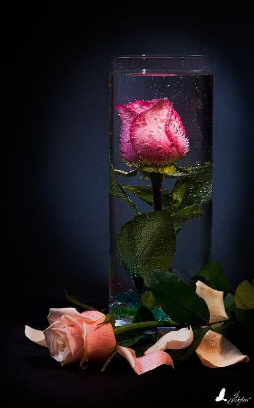натюрморт,розы, цветы,вода Невзаимностьphoto preview