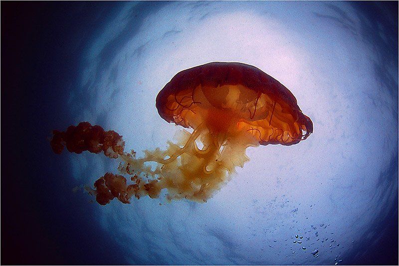 Красивая и опаснаяphoto preview