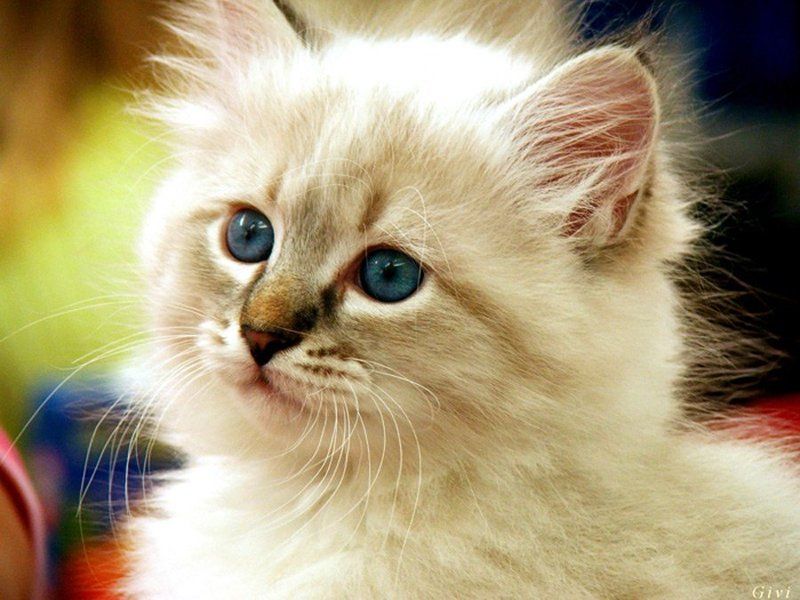 кот,животные, котёнок :)photo preview