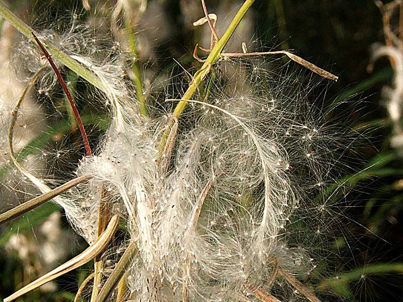 природа,иван-чай photo preview