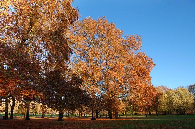 лондон, гайд-парк, ноябрь Лондон. Гайд-парк. Ноябрь.photo preview
