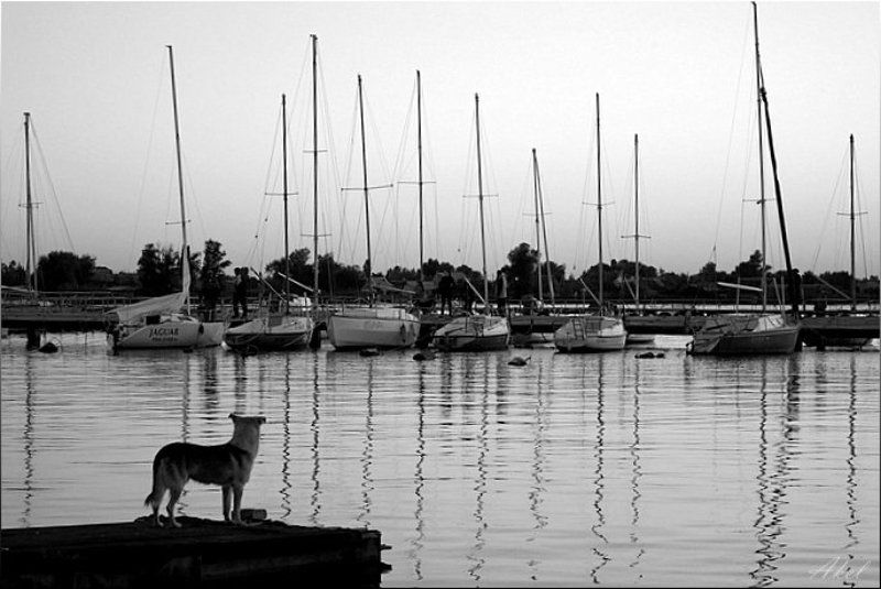 собака, яхты, чб дождусь...photo preview