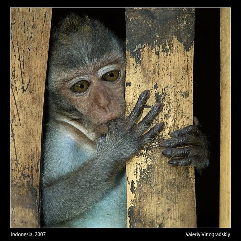 макака обезьяна  фото превью