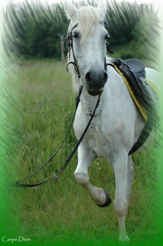 белая, лошадь, конь If you wanna ride, ride a white horsephoto preview