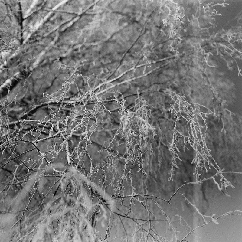 kamushek, пленка, ilford, 6x6, 120, киев-6с, мир-38б ***photo preview