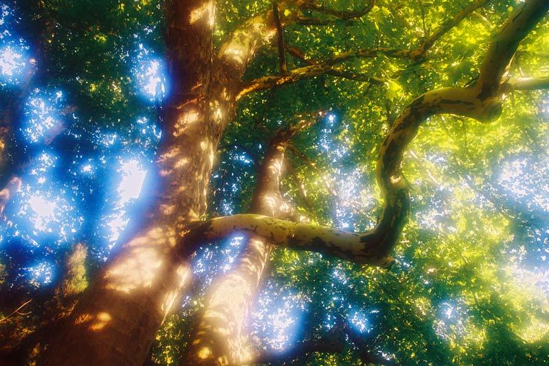 природа Платанphoto preview