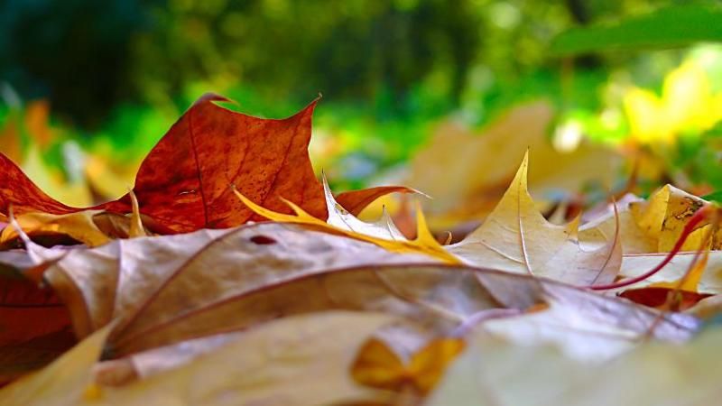 осень, листья ....с тихим шорохом нам под ноги ложатся ....photo preview