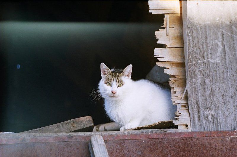 kamushek, helios, пленка, зенит-122 ***photo preview