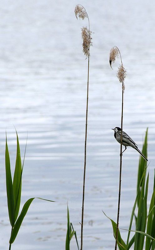 птичка, травинка, вода, природа про птичку-пичужкуphoto preview