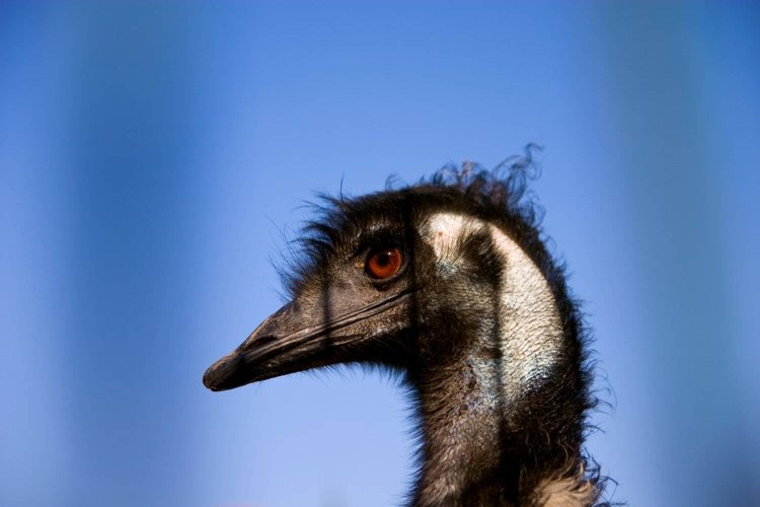 igalsc, genre, raw, IgalSc