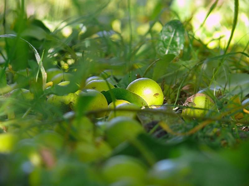 яблочки, осень, трава золотыеphoto preview