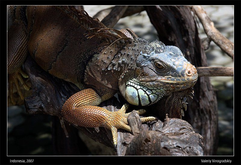 игуана ящерица бали Потомок динозавров фото превью