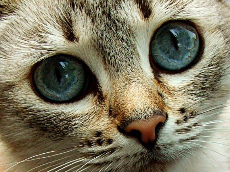 кот photo preview