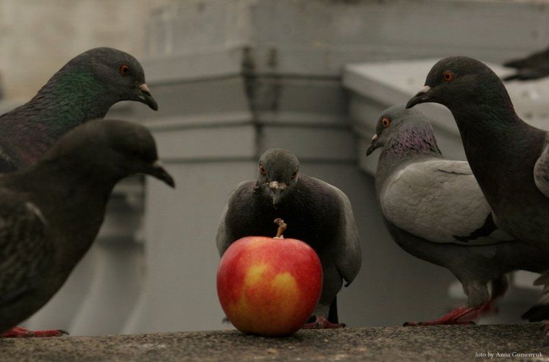 пир,любопытство,птицы,яблоко,голод,круглый стол Птичье любопытствоphoto preview