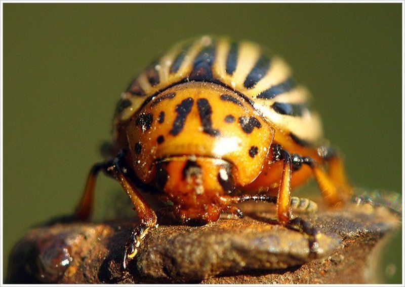 привет из солнечного Колорадоphoto preview