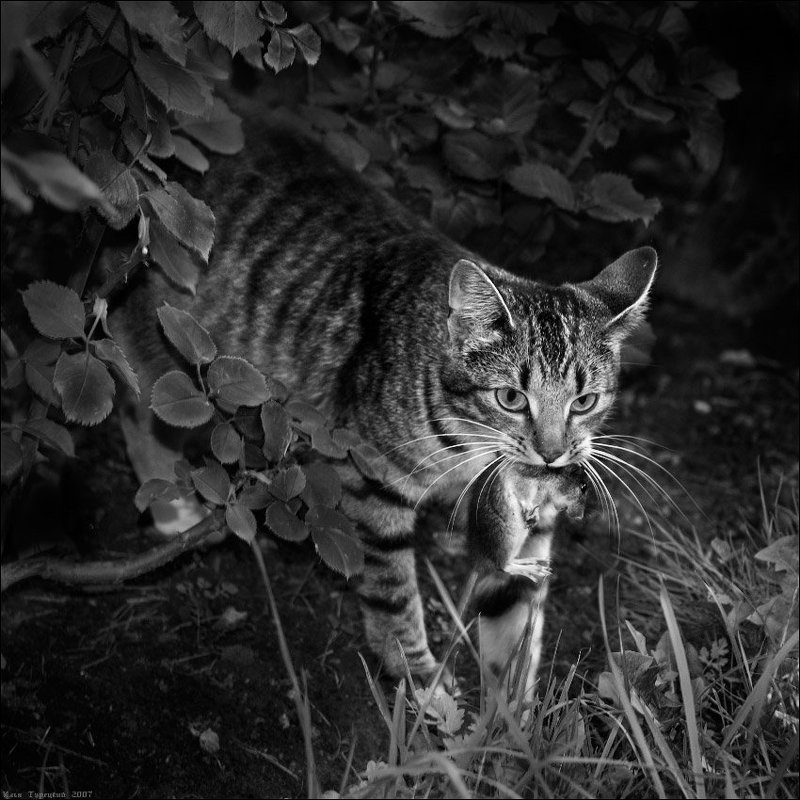 добыча Добычаphoto preview