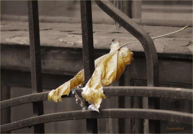 За решеткой...photo preview