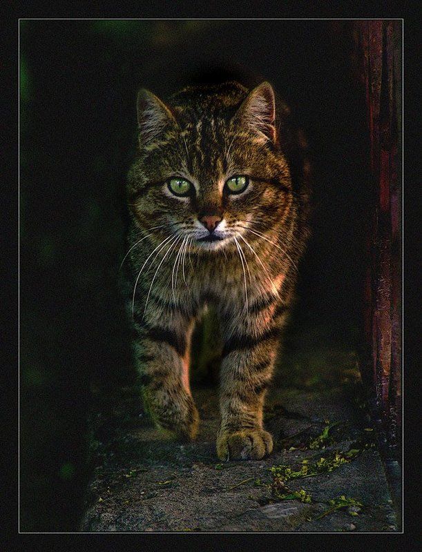 кот Ученый котphoto preview