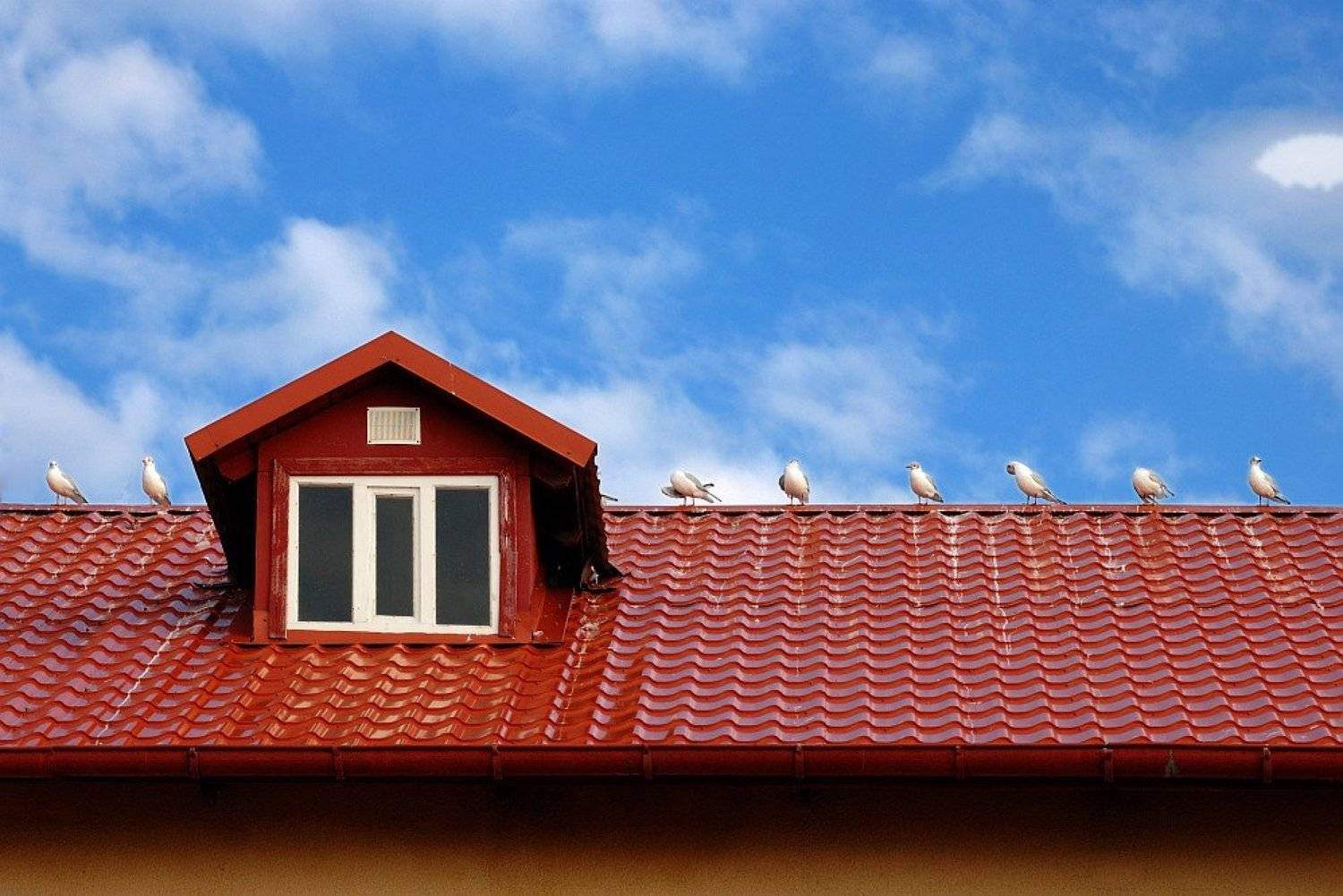 Кто шагает дружно в ряд?. Автор: Kaiser Sozo чайки, равные промежутки, иерархия, ареал, Kaiser Sozo