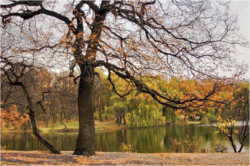 Столетняя осеньphoto preview