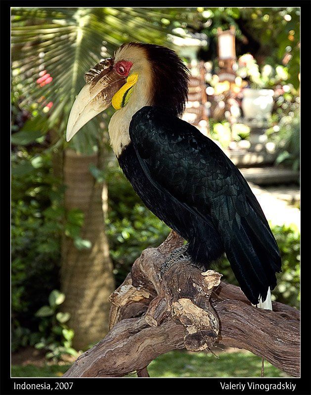 Птичка... фото превью