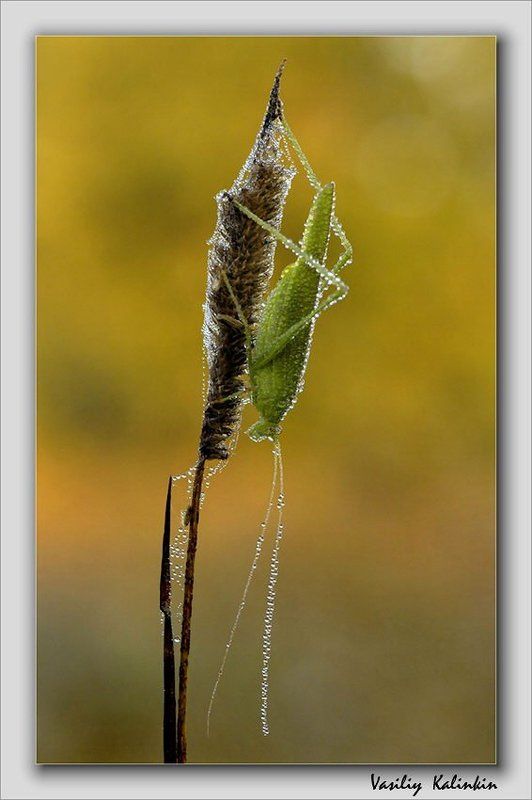 Утренний душphoto preview