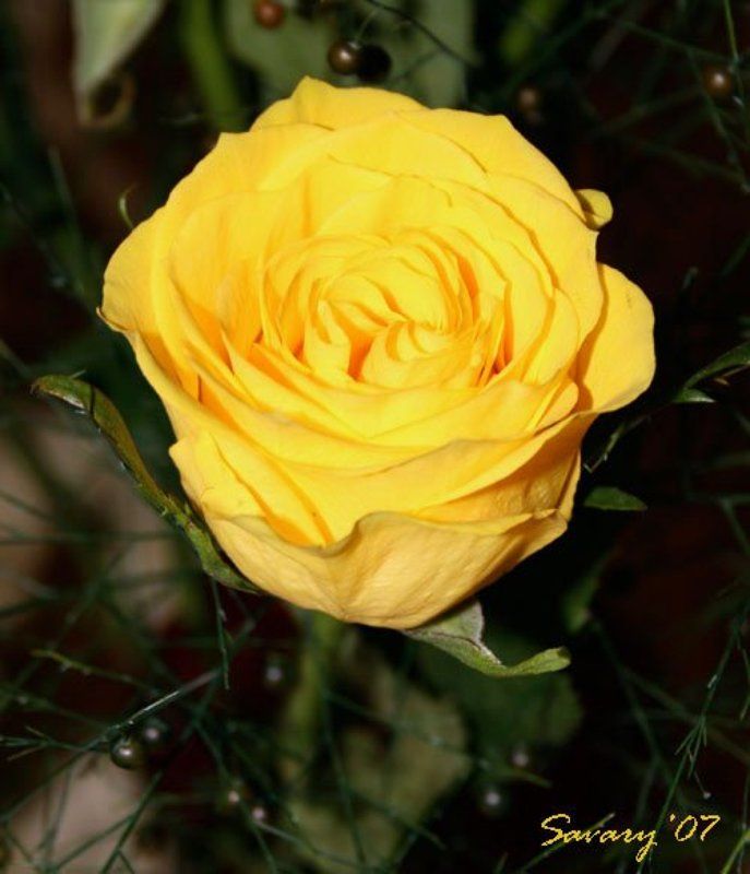 роза Rosephoto preview